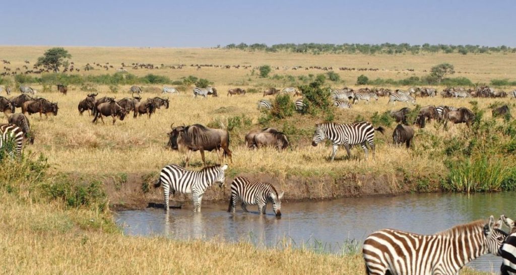 PRIVATE SAFARI; 4 DAYS 3 NIGHTS NAIROBI AND MASAI MARA KENYA SAFARI