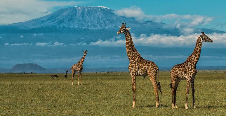 7 DAYS 6 NIGHTS MASAI MARA, NAKURU, NAIVASHA AND AMBOSELI KENYA SAFARI